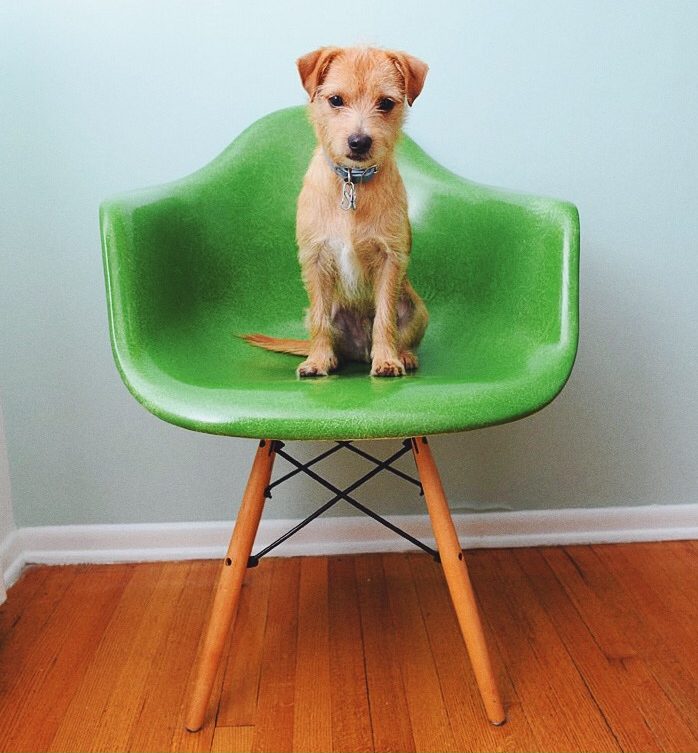 Peanut, team mascot
